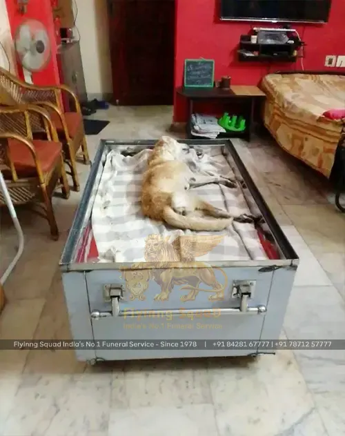 Pet Funeral Service